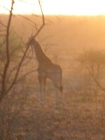 Giraffe at sunrise