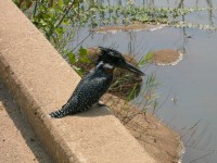 Giant Kingfisher