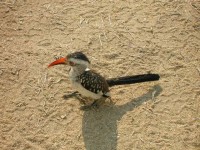 red-horned hornbill ("Zazu" bei "Koenig der Loewen")