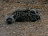 lazy hyane