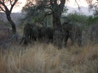 Elefanten (wir haben ganz viele gesehen... auch Babys!!!)